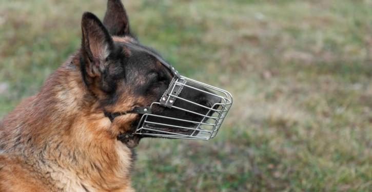 convivência em condomínio - cão com focinheira circulando em área comum de edifício residencial