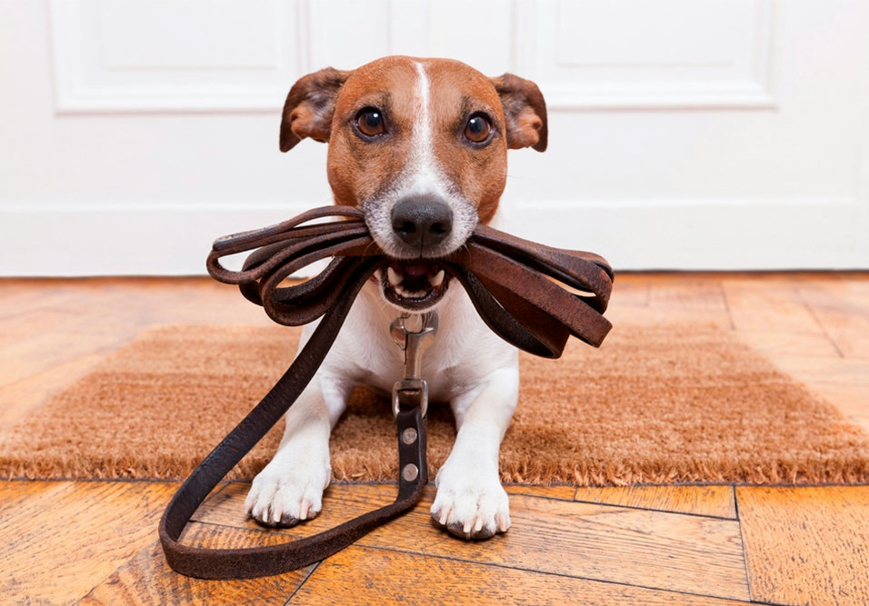 animais em condomínios - cachorro Jack Russell Terrier segurando coleira, pronto para circular em áreas comuns